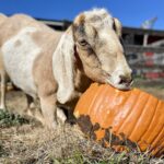 LEGOLAND New York Donates Pumpkins to Animal Shelter