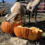 LEGOLAND New York Donates Pumpkins to Animal Shelter