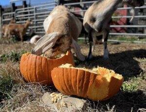 LEGOLAND New York Donates Pumpkins to Animal Shelter