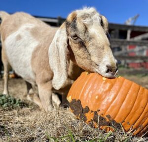 LEGOLAND New York Donates Pumpkins to Animal Shelter